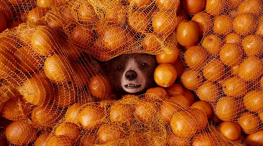 약 7년만에 돌아오는 패딩턴 세번째 이야기 패딩턴 인 페루 예고편 공개🍊🐻 | 인스티즈