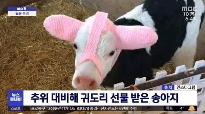 소는 호기심이 많대 소 근처에서 뭘 하고있으면 소가 다가와서 기웃거린대 | 인스티즈