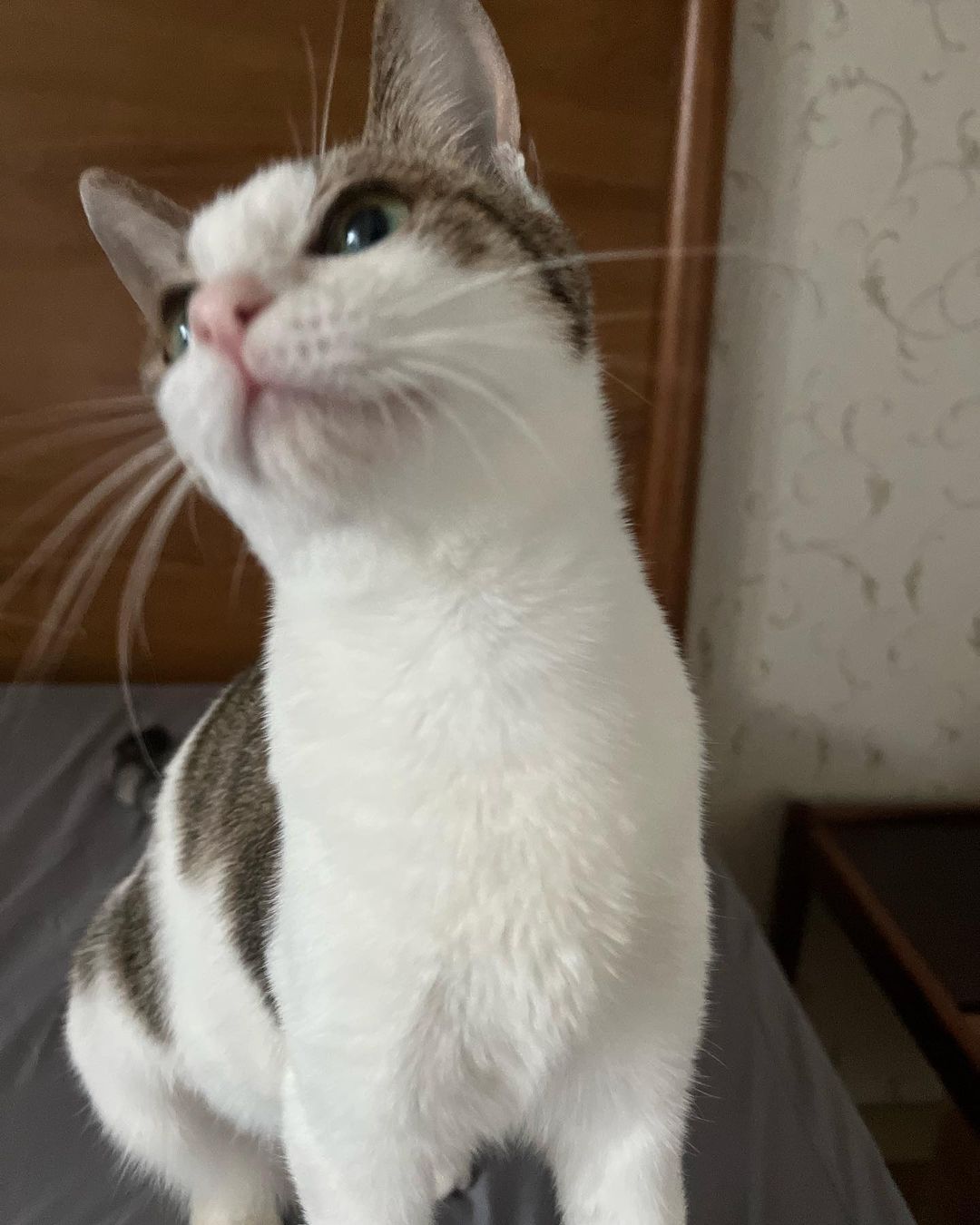 배우 이동휘가 구조한 둘째 고양이 | 인스티즈