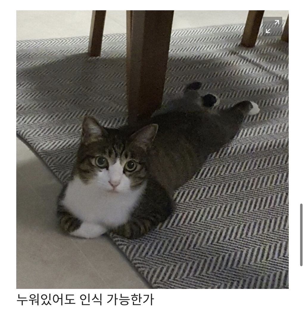 로봇청소기가 본격적으로 고양이를 인식하기 시작했다 | 인스티즈