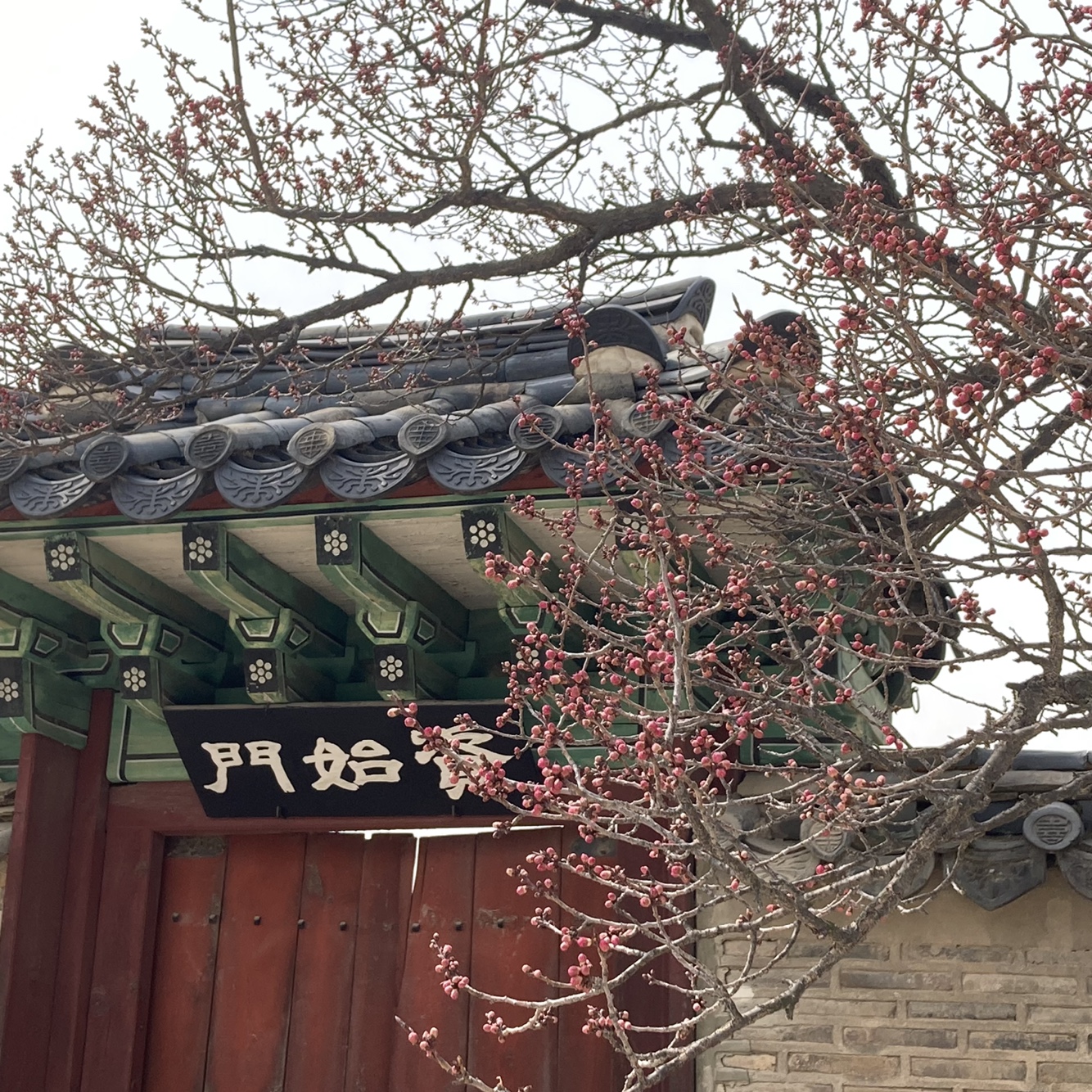 꽃 피기 시작하는 창덕궁 | 인스티즈
