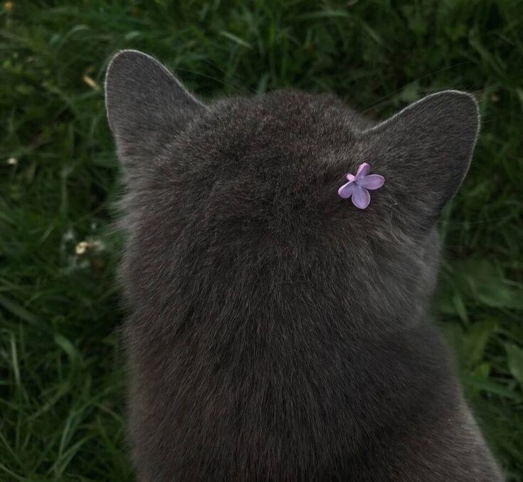 고양이 사진들 | 인스티즈