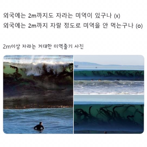 2m가 넘는 외국 미역을 본 한국인의 반응.jpg | 인스티즈