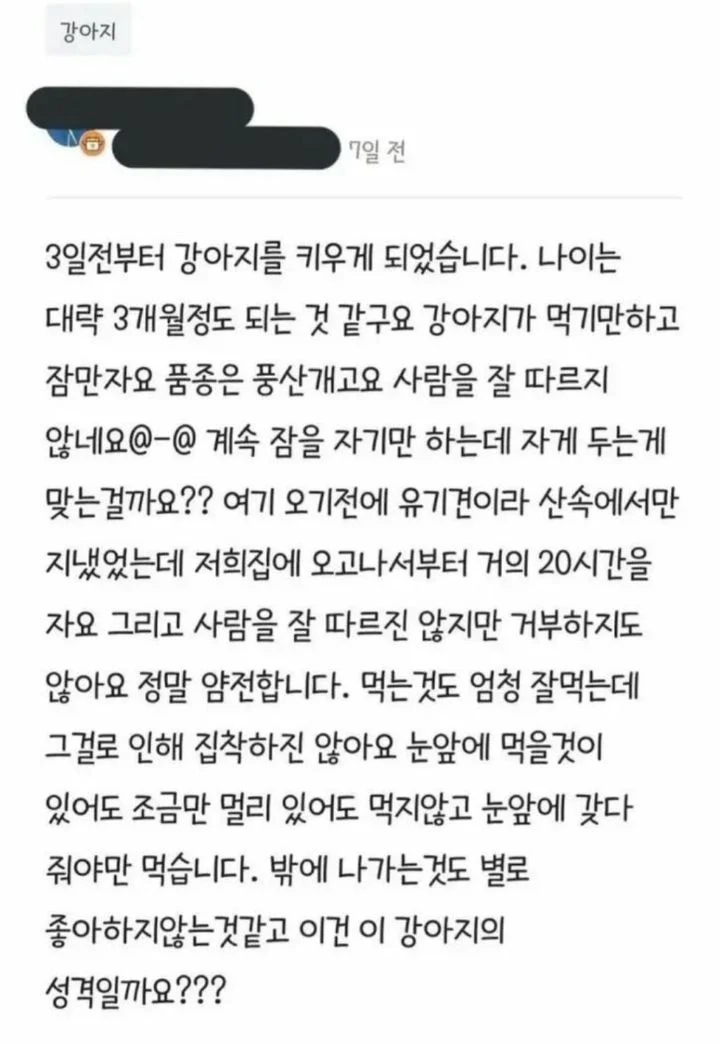 강아지 관상.jpg | 인스티즈