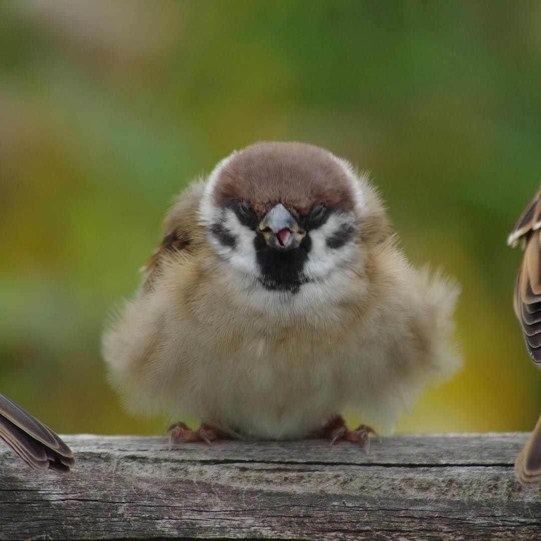 참새 정면 얼굴.jpg | 인스티즈