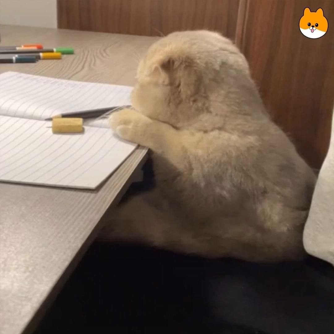 내가 과제를 못하는 이유.jpg | 인스티즈