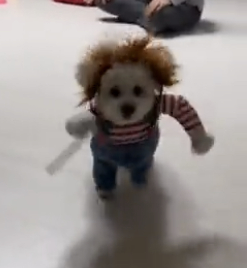 아 이거 옷 입은 것도 웃긴데 견주 웃음소리에 뒤집어짐.twt | 인스티즈