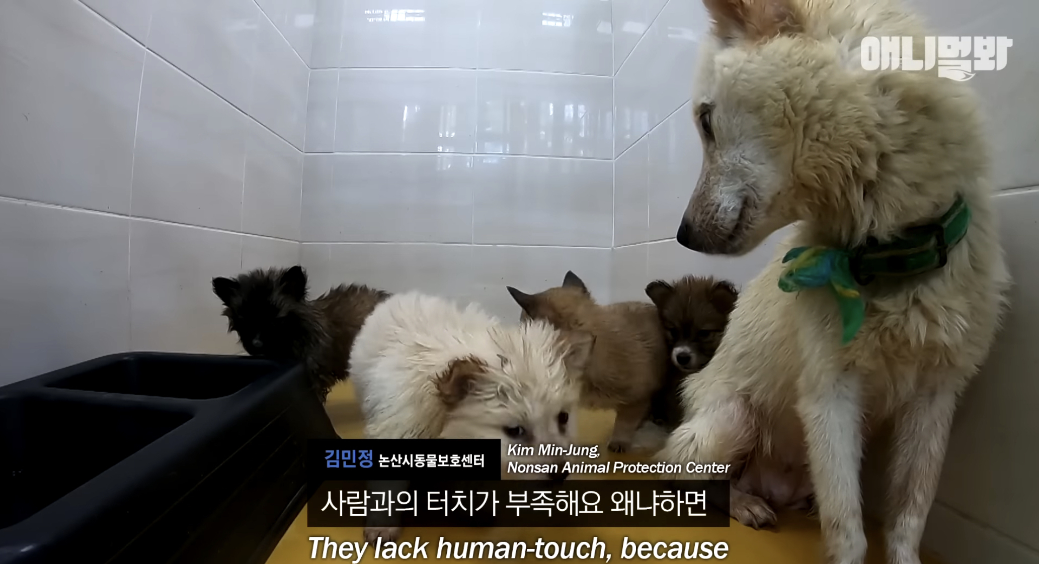 유기견들의 입양을 위해 논산에 집을 산 사람 | 인스티즈