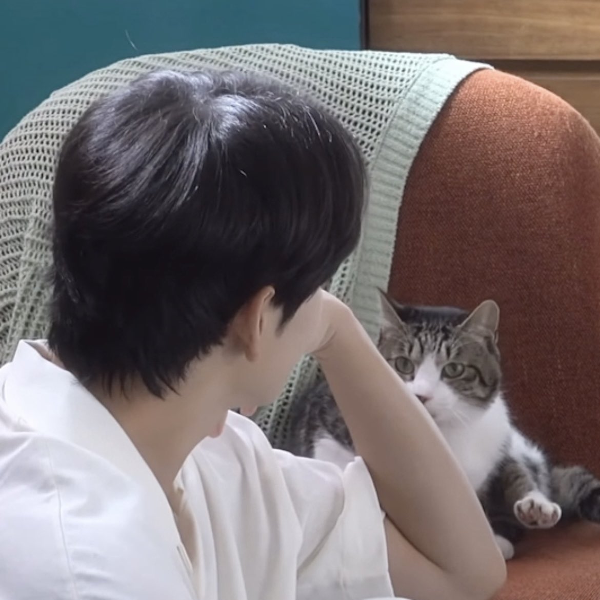 담당자 사심이 느껴지는 배우의 네이버포스트(feat.고양이) | 인스티즈