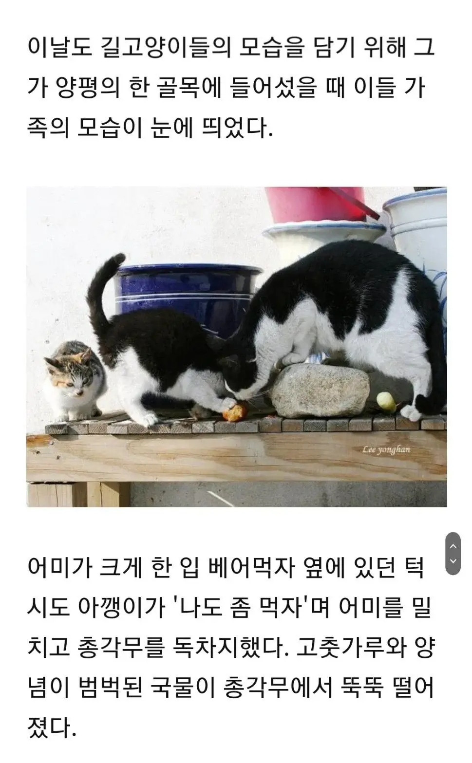'이것 밖에..' 고춧가루 범벅 총각무 허겁지겁 베어먹는 고양이 가족 | 인스티즈