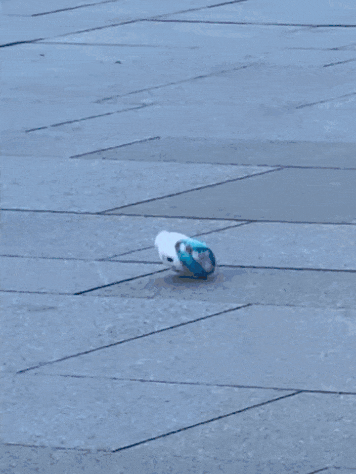 어떤 사람이 인형을 분실했는데 주인 찾아주려고 올린 글이 너무 귀여워서 만알티 넘게 탐 | 인스티즈