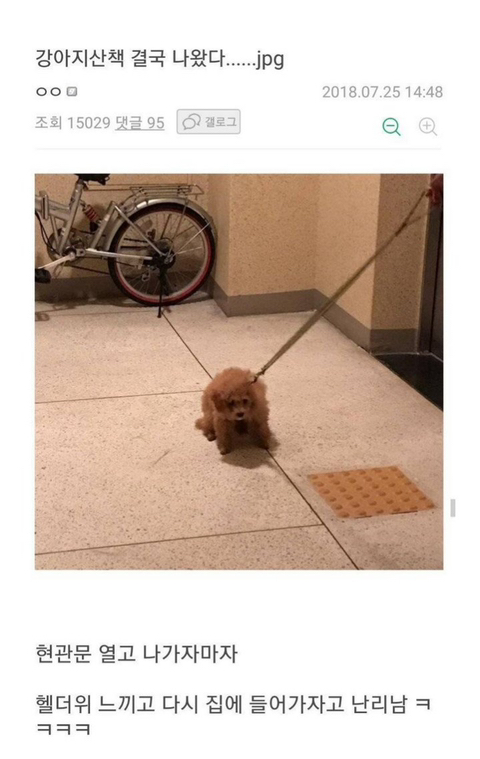 강아지 짤 모음(개많음) | 인스티즈