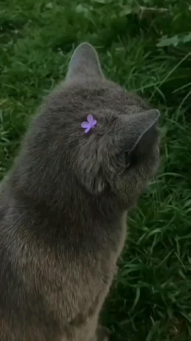 고양이 사진들 | 인스티즈