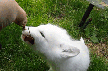 체리 먹는 아기 여우.gif | 인스티즈