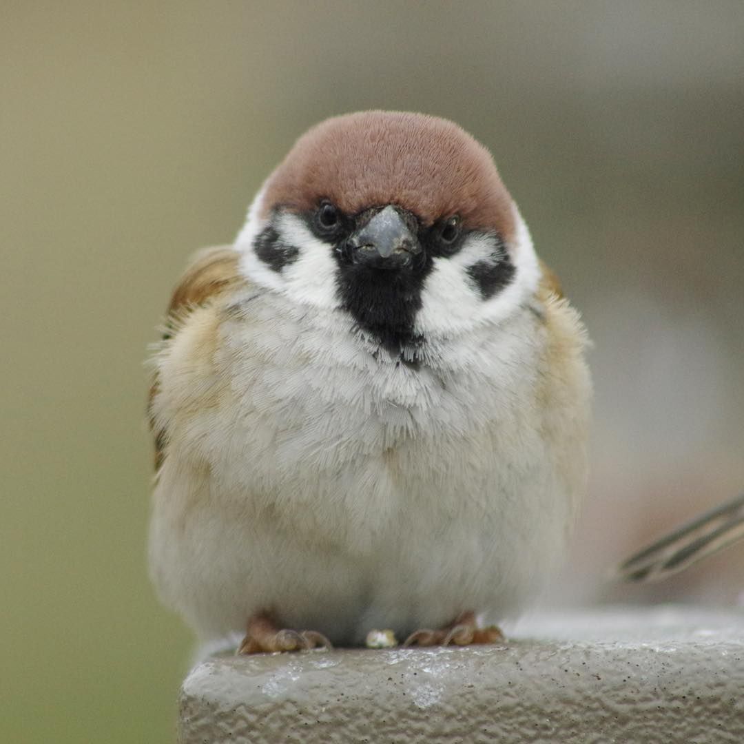 참새 정면 얼굴.jpg | 인스티즈