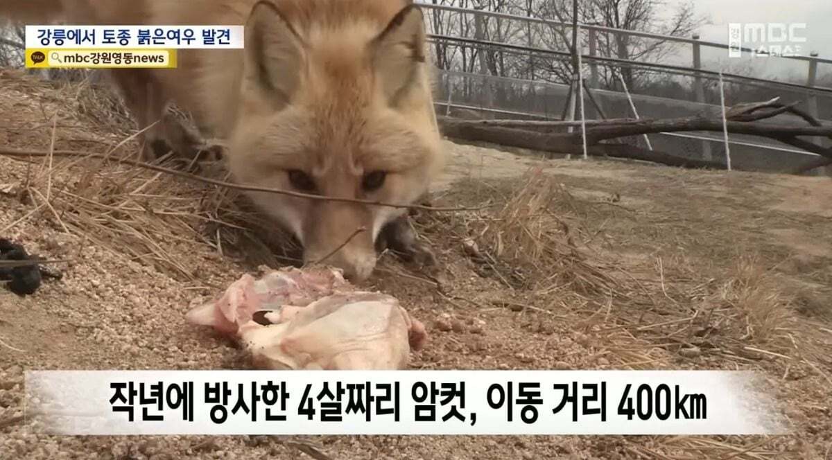 귀여워서 죽을 수 있음 주의)강릉 정육점 앞에서 발견된 우리나라 여우 | 인스티즈