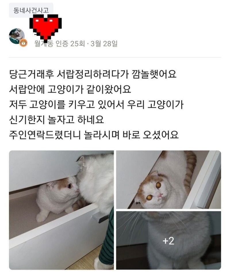 당근으로 서랍을 샀는데 고양이가 같이 왔어요 | 인스티즈