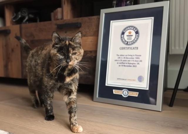 "사람 기준 136세"…현존 최장수 고양이, 서른 살 생일맞이 | 인스티즈