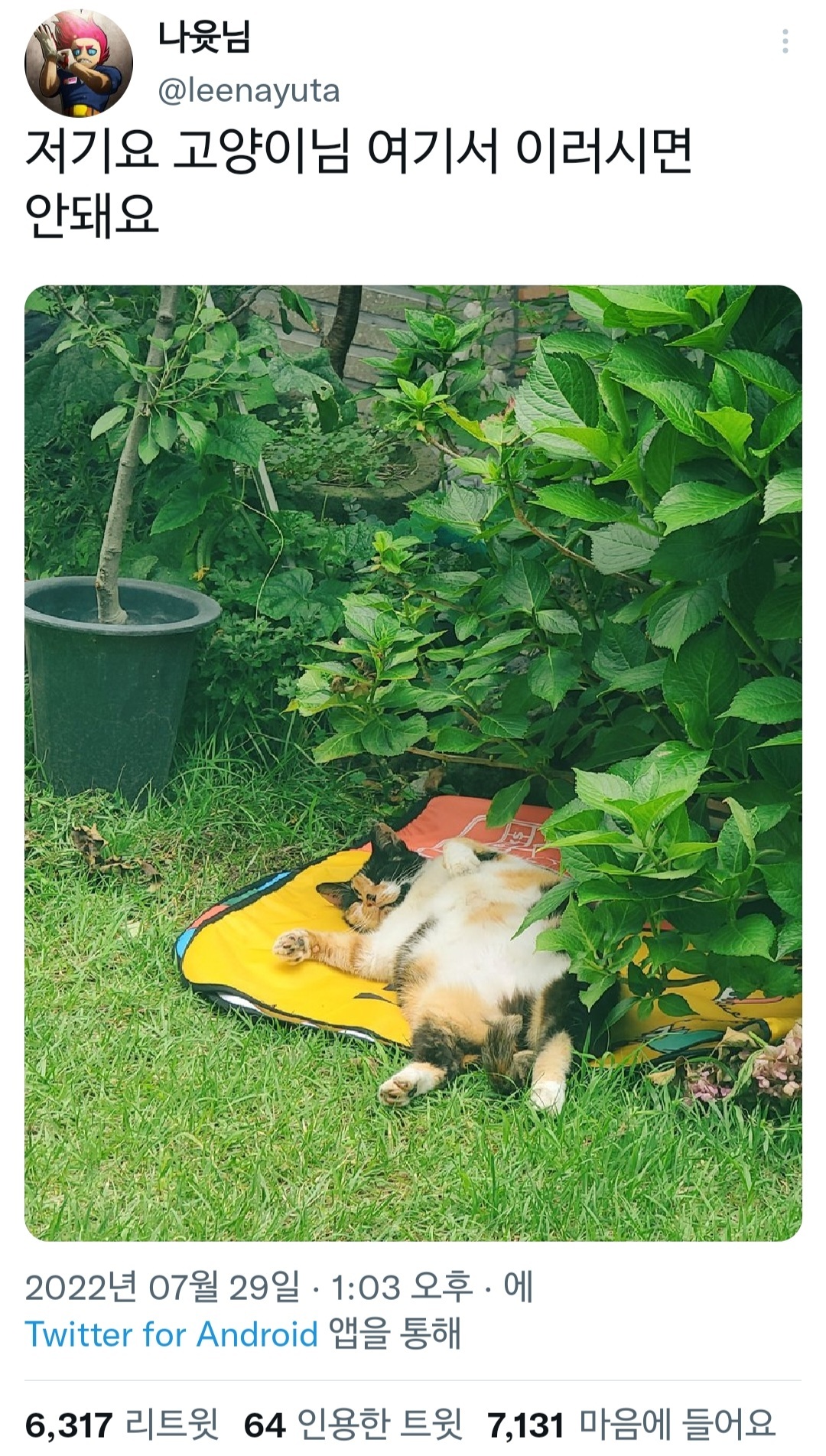 저기요 고양이님 여기서 이러시면 안돼요.twt | 인스티즈