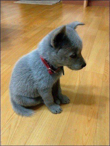 강아지 짤 모음(개많음) | 인스티즈