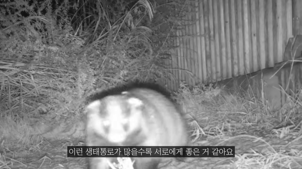 고속도로에 있는 생태통로 진짜 야생동물이 다닐까? | 인스티즈