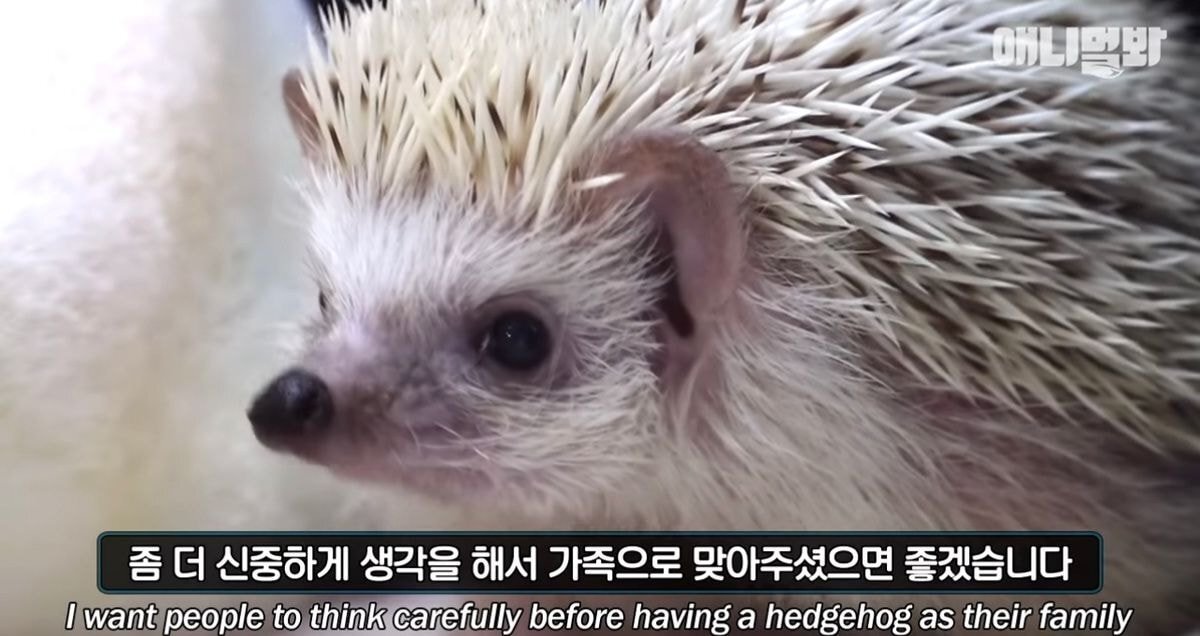 요즘 사람들이 쉽게 유기하는 동물 | 인스티즈