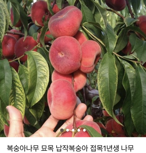 이제 한국에서도 맛볼수있는 과일 | 인스티즈