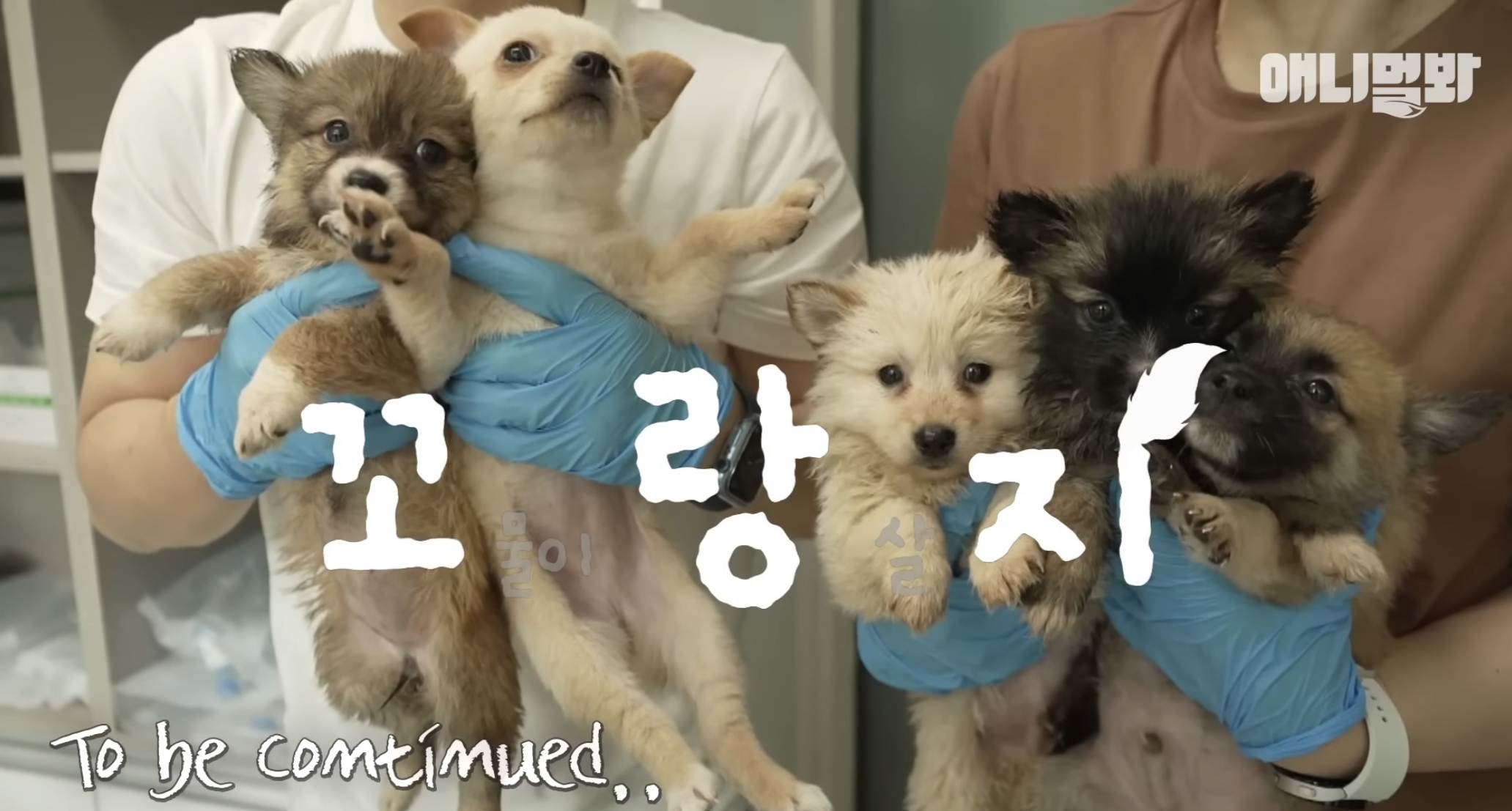 유기견들의 입양을 위해 논산에 집을 산 사람 | 인스티즈