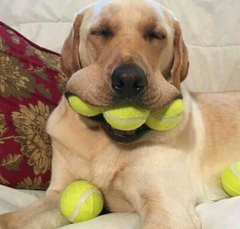 강아지 짤 모음(개많음) | 인스티즈