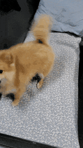 강아지 안 키우는 사람은 화난 줄 안다는 짤.gif | 인스티즈