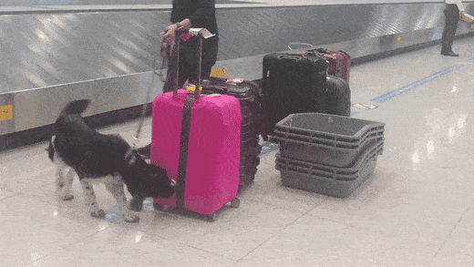 줄에 묶인채 방치된 인천공항 세관 마약탐지견 | 인스티즈