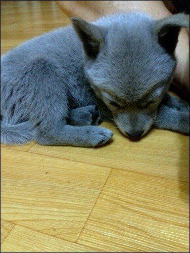 강아지 짤 모음(개많음) | 인스티즈