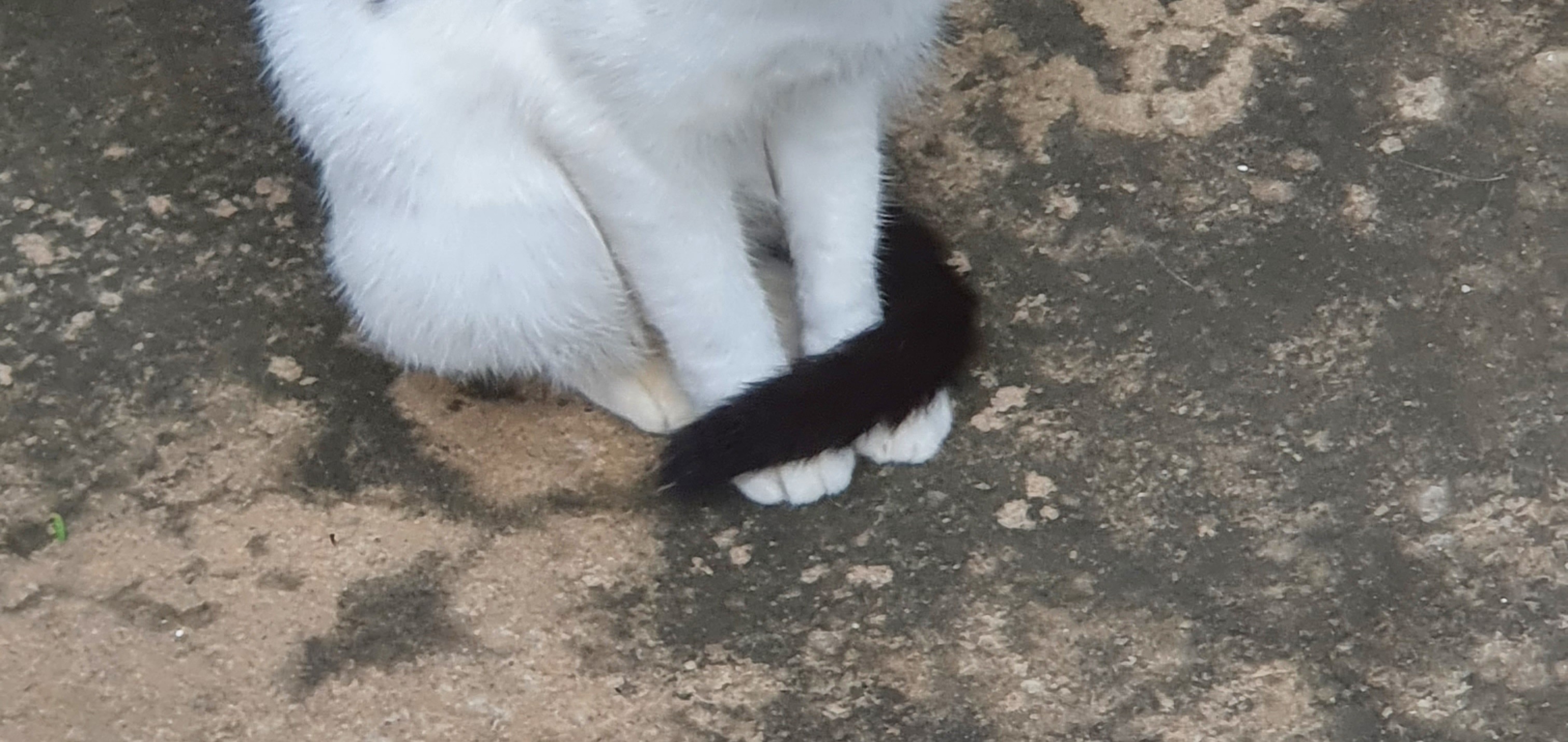 고양이 발도리.jpg | 인스티즈