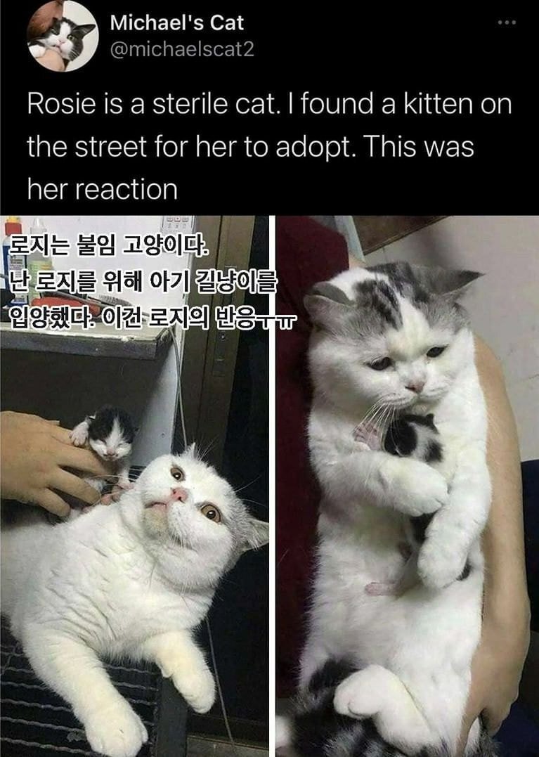 뭔가 울컥하게 되는 고양이 사진.... | 인스티즈