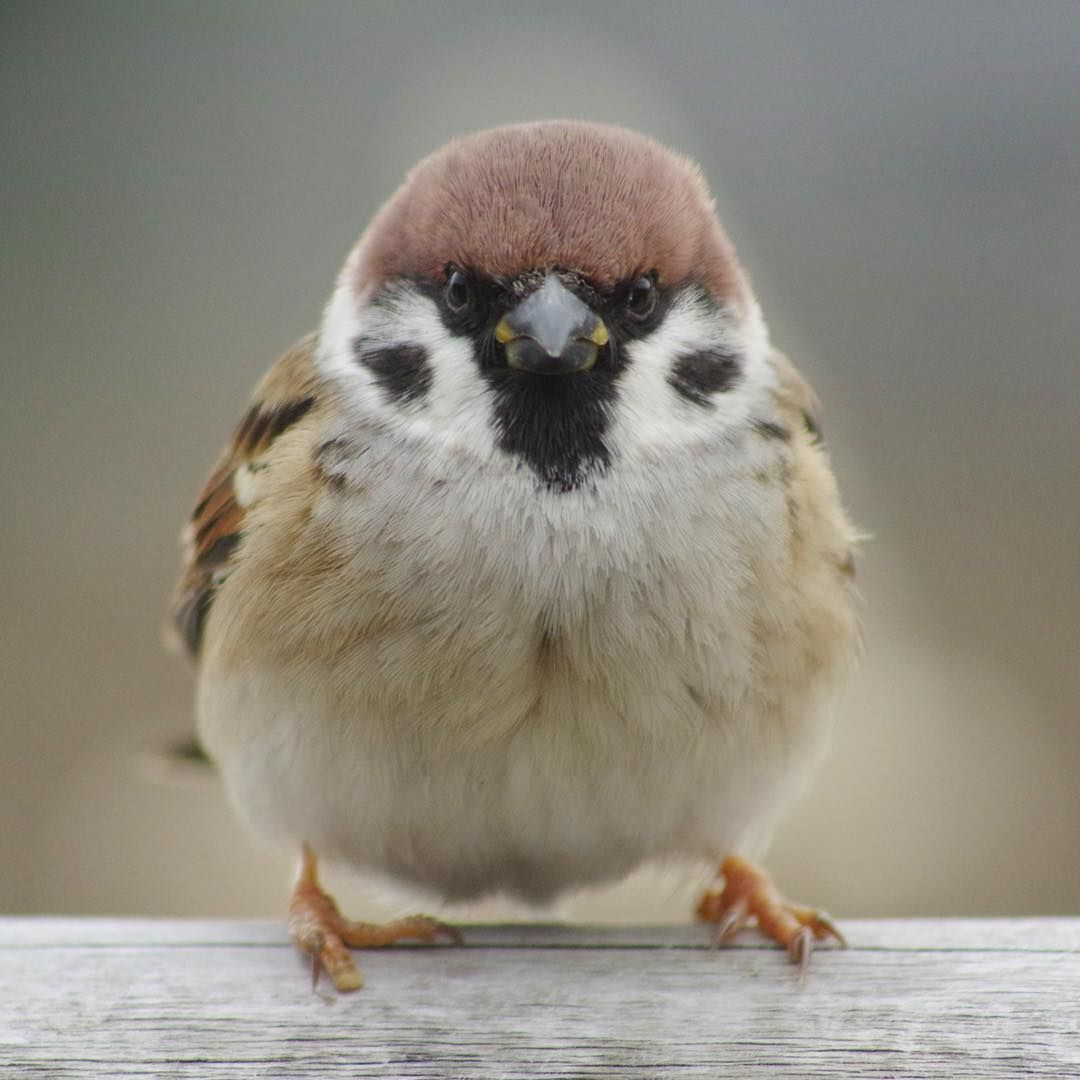 참새 정면 얼굴.jpg | 인스티즈