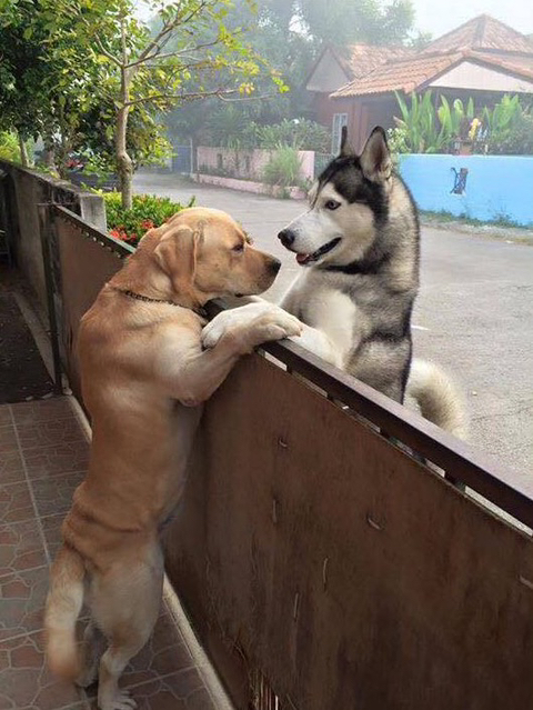 강아지 짤 모음(개많음) | 인스티즈