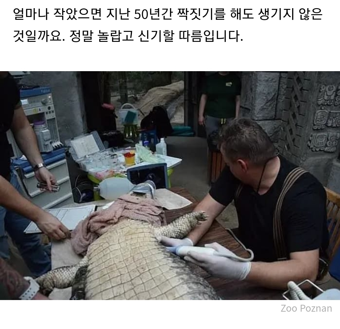 50년 넘도록 짝짓기했는데도 불구하고 수컷 악어가 암컷 악어를 임신 시키지 못한 충격적인 반전 이유 | 인스티즈