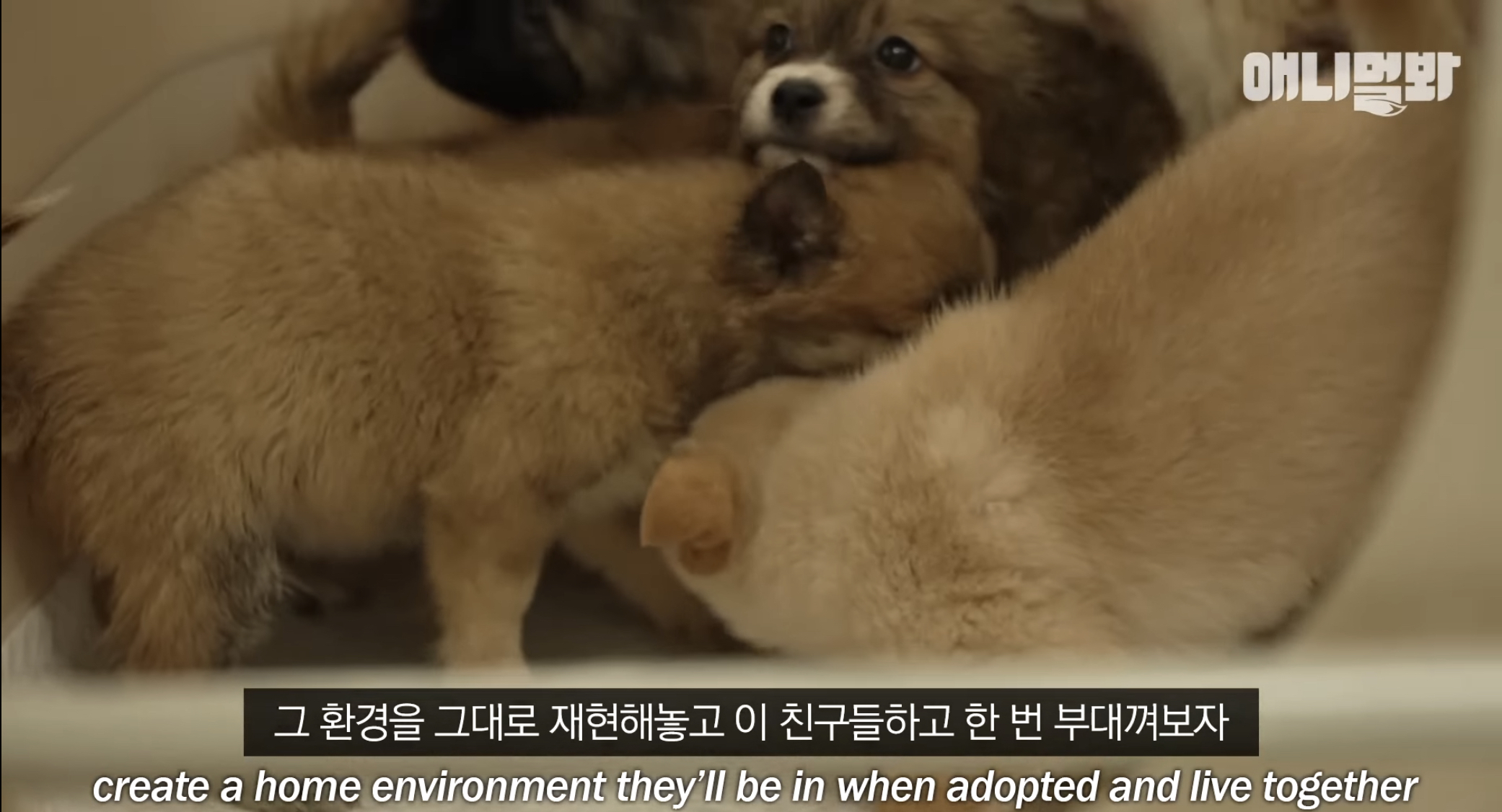 유기견들의 입양을 위해 논산에 집을 산 사람 | 인스티즈