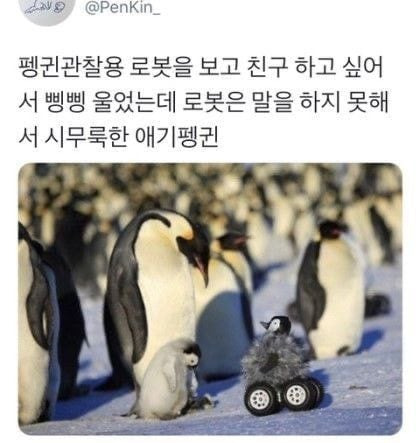친구들이랑 시장 갔다가 멍멍이 봤어 고양이한테 맞고 우는중이래.jpg | 인스티즈
