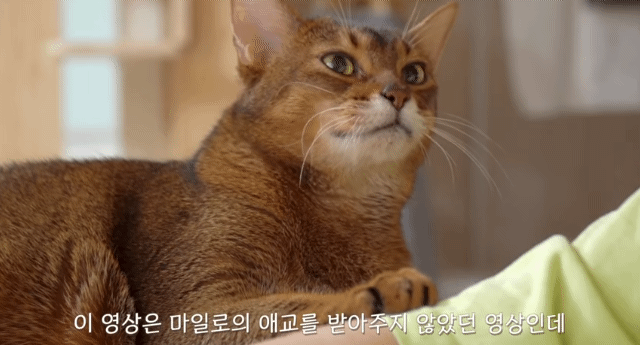 내가 고양이었다면/이 고양이가 사람이었다면 사귀었을 것 같은 고양이 | 인스티즈
