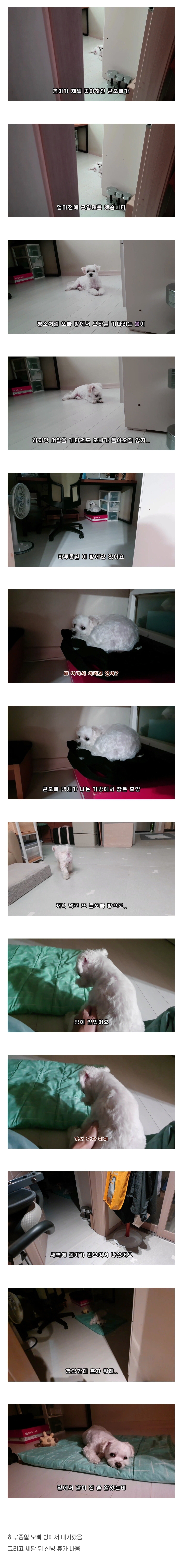 군대간 오빠만 기다리던 강아지 근황...JPG | 인스티즈