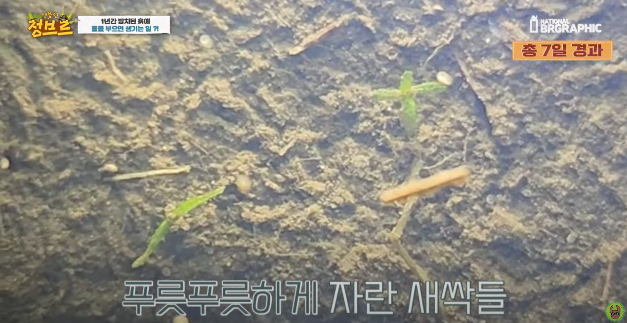 죽은 땅에 물을 부었는데 생명체들이 부화함 개신기 (지진이나 홍수가 일어나는 이유일까? 🤔) | 인스티즈