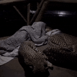 그저 몸만 큰 고양이.gif | 인스티즈