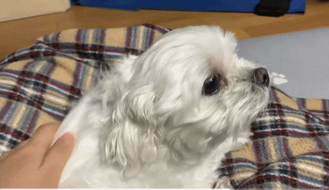 편집 없이 구독자 10만 돌파한 동물 유튜버 | 인스티즈