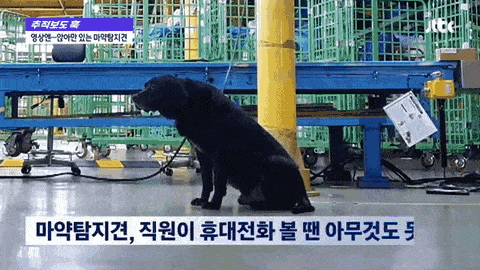 줄에 묶인채 방치된 인천공항 세관 마약탐지견 | 인스티즈