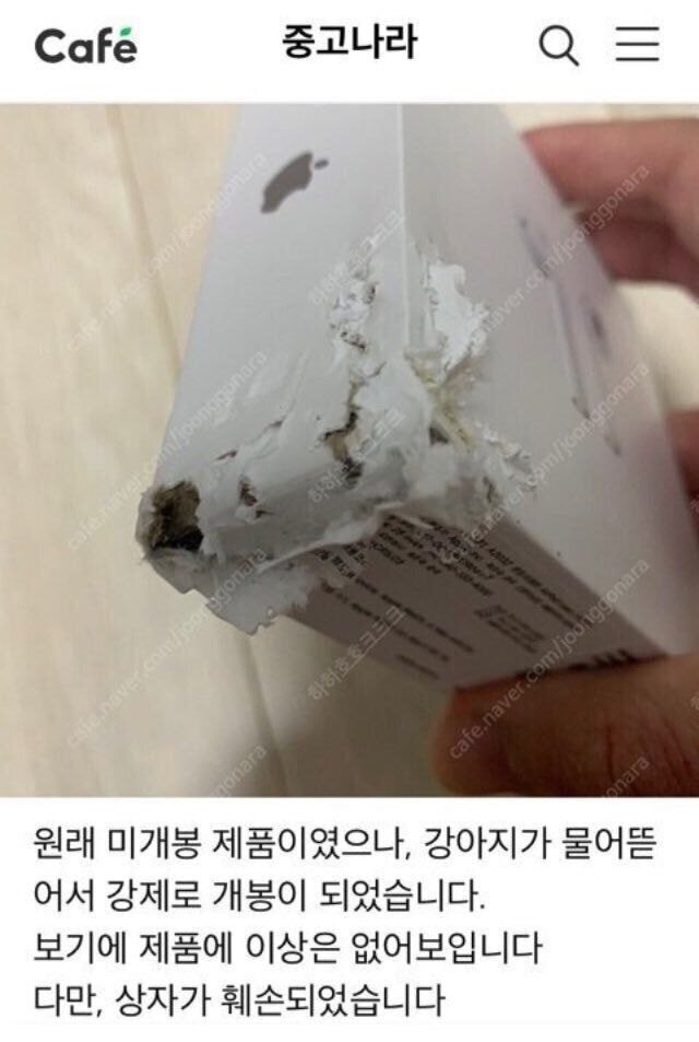 혹시 물어뜯은 강아지 사진 볼 수 있을까요? | 인스티즈