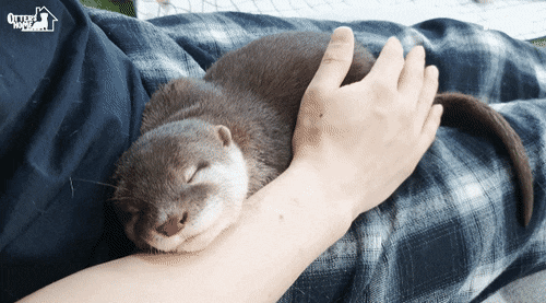 아기수달이 신뢰하는 사람에게만 보이는 행동.gif | 인스티즈