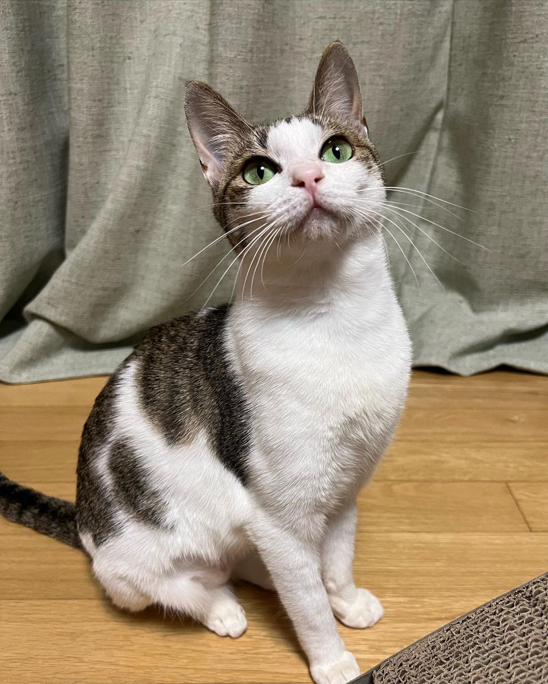 배우 이동휘가 구조한 둘째 고양이 | 인스티즈