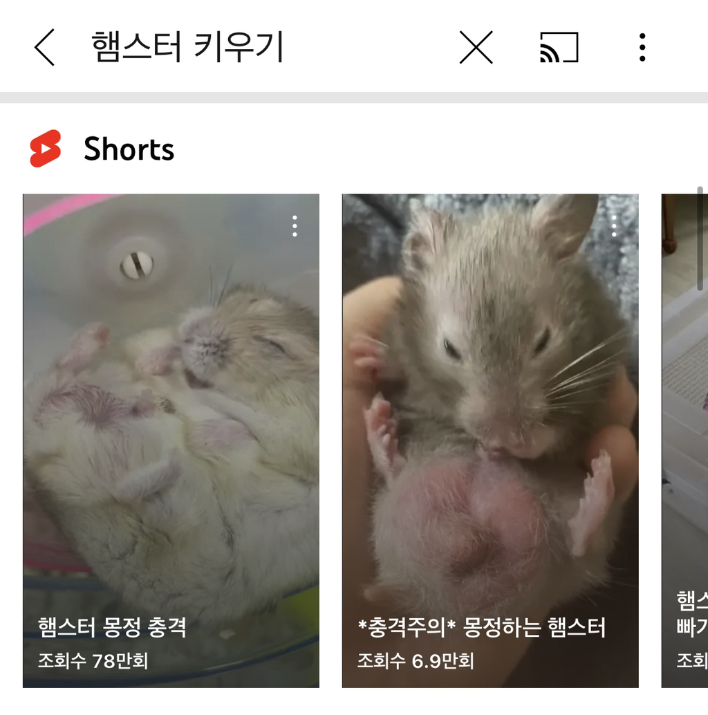 햄스터 몽정 충격 | 인스티즈