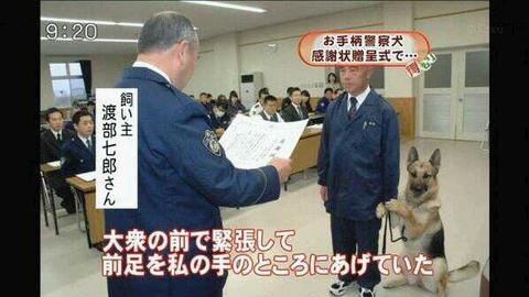 강아지 짤 모음(개많음) | 인스티즈